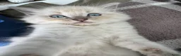 Ragdoll cats for sale: 3 Ragdoll kittens - Advert 3