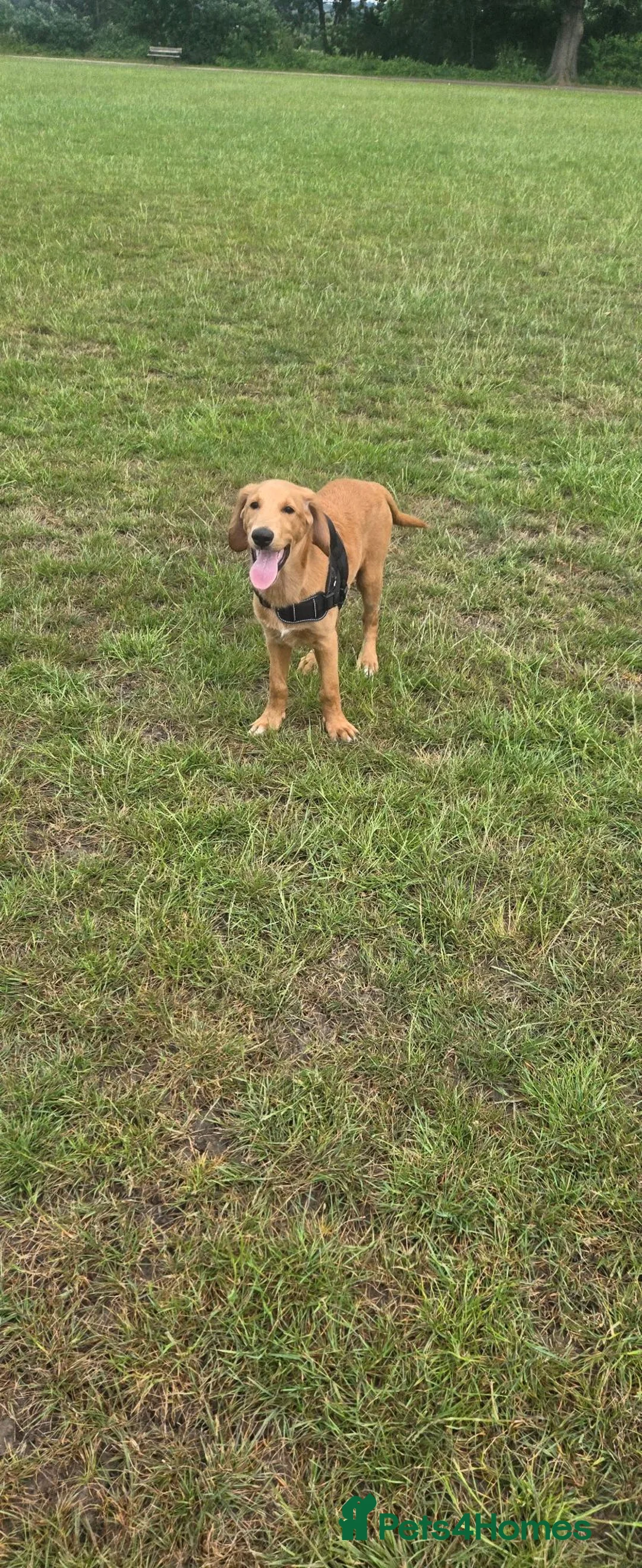 Mixed Breed dogs for sale: Ghost in Tonbridge - Advert 3