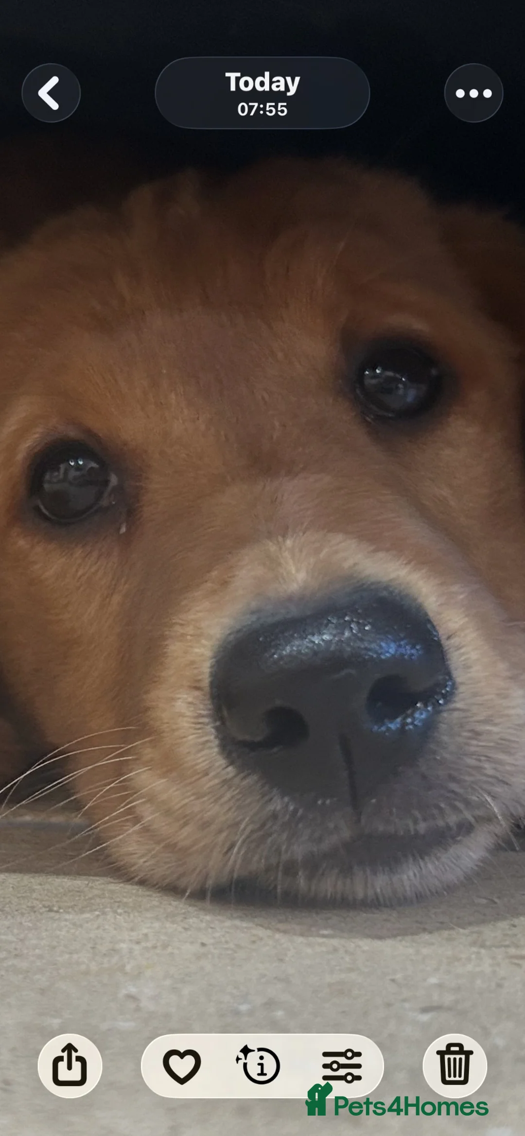 Golden Retriever dogs for sale: Quality KC Registered Golden Retriever Puppies - Advert 1