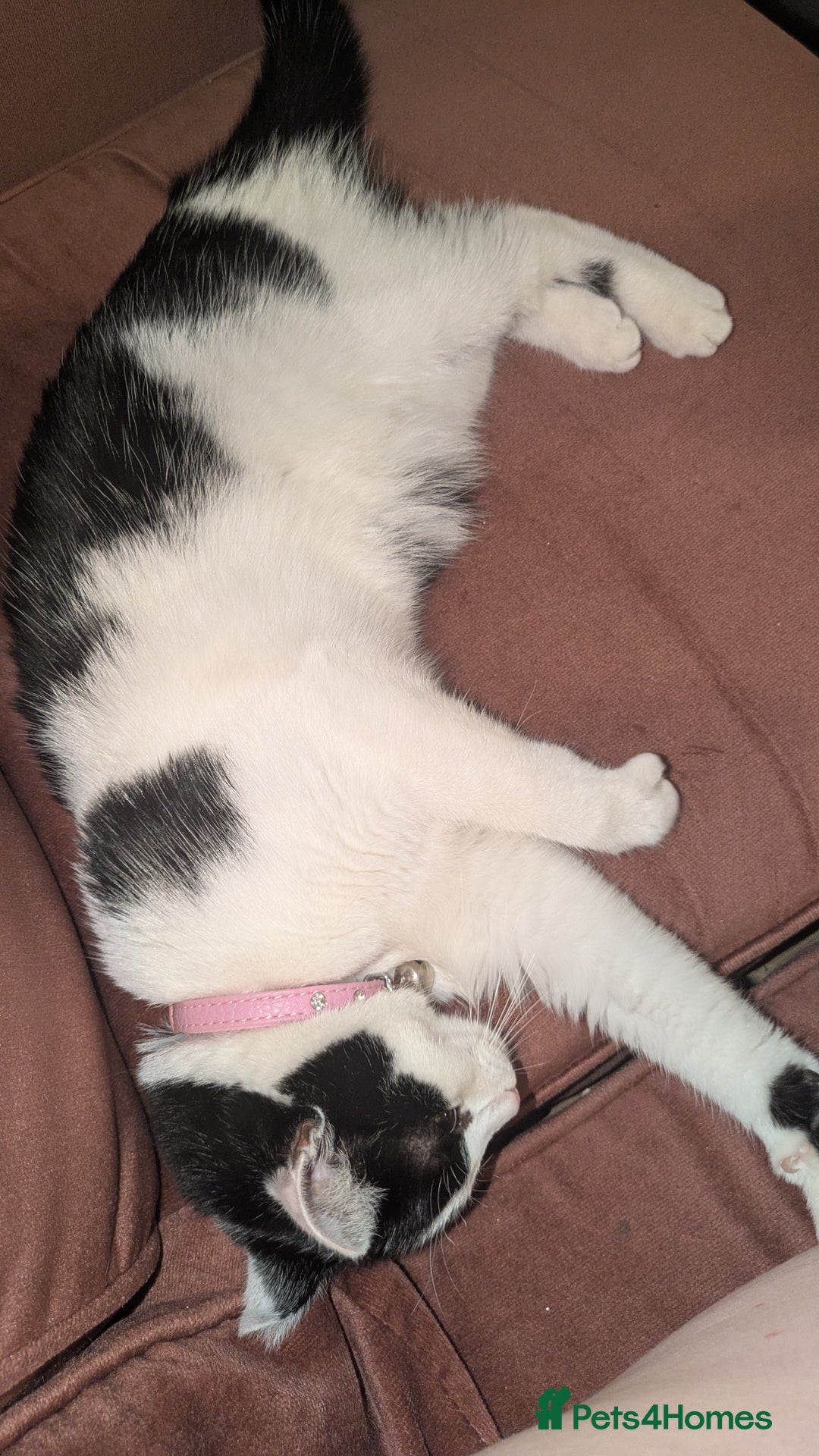 Mixed Breed cats for sale: Young Female Looking For Forever  - Image 2