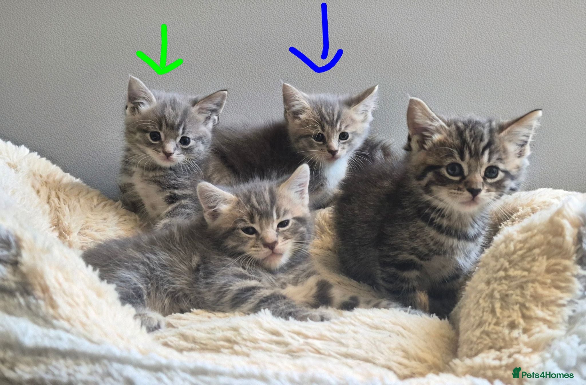 Mixed Breed cats Grey kittens - Advert 10