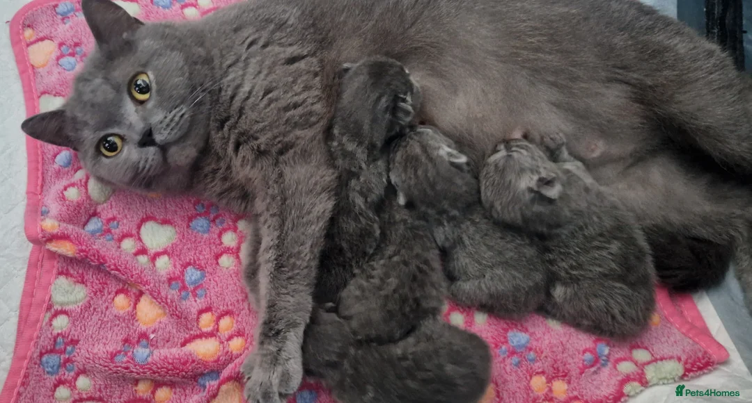 British Shorthair cats for sale: GCCF PEDIGREE BRITISH SHORTHAIR, BLUE - Advert 1