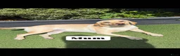 Labrador Retriever dogs for sale: 9 labrador puppies - Advert 2