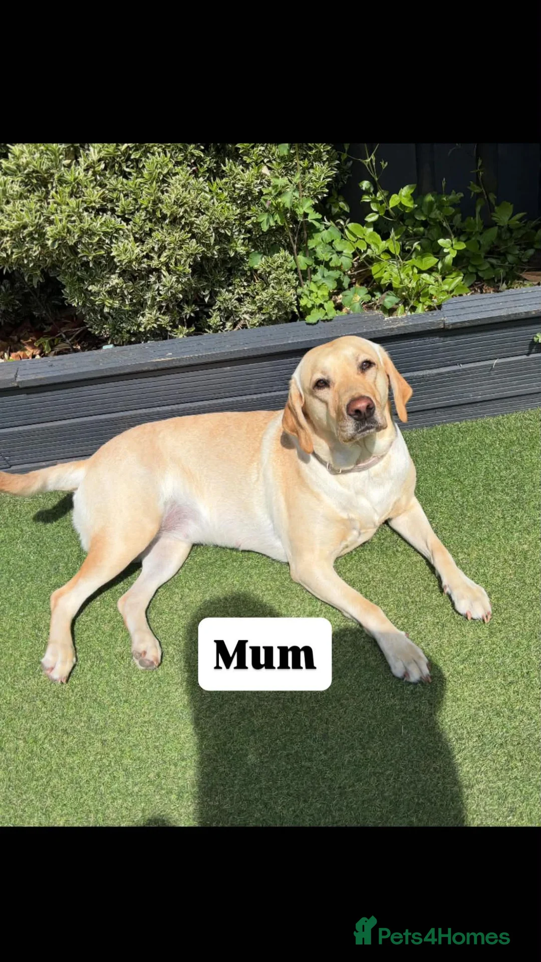 Labrador Retriever dogs for sale: 9 labrador puppies - Advert 2