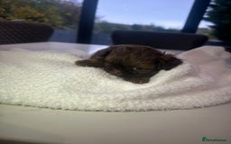 Shih Tzu dogs for sale: 🐶Imperial ShihTzu Puppies–Exceptional Bloodline🐶 - Image 25