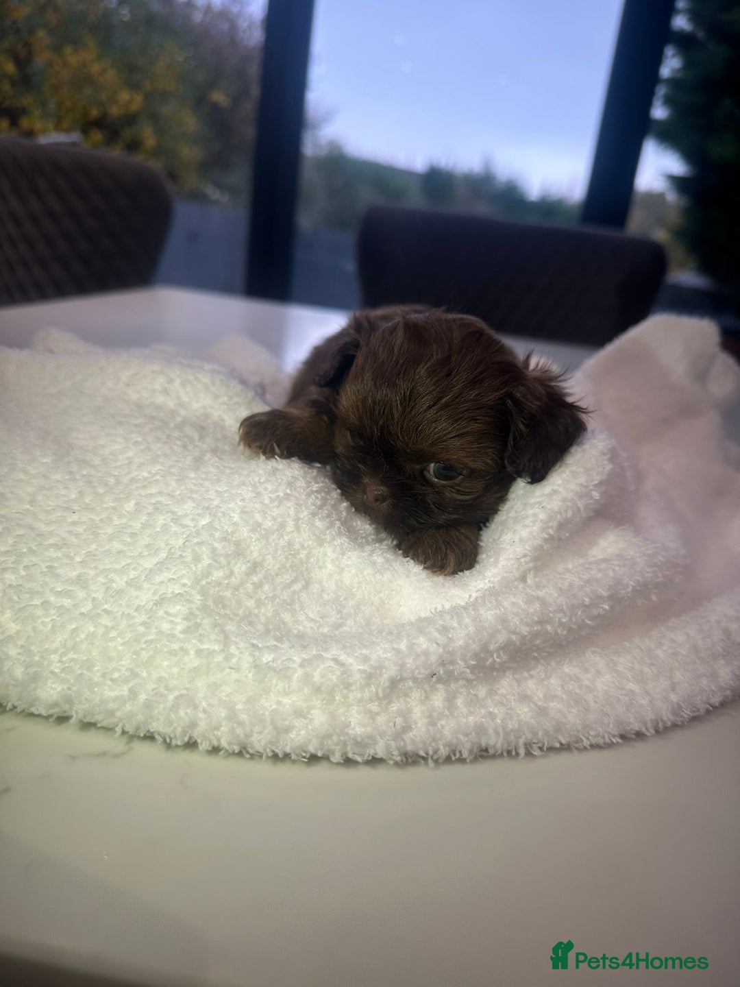 Shih Tzu dogs for sale: 🐶Imperial ShihTzu Puppies–Exceptional Bloodline🐶 - Image 25