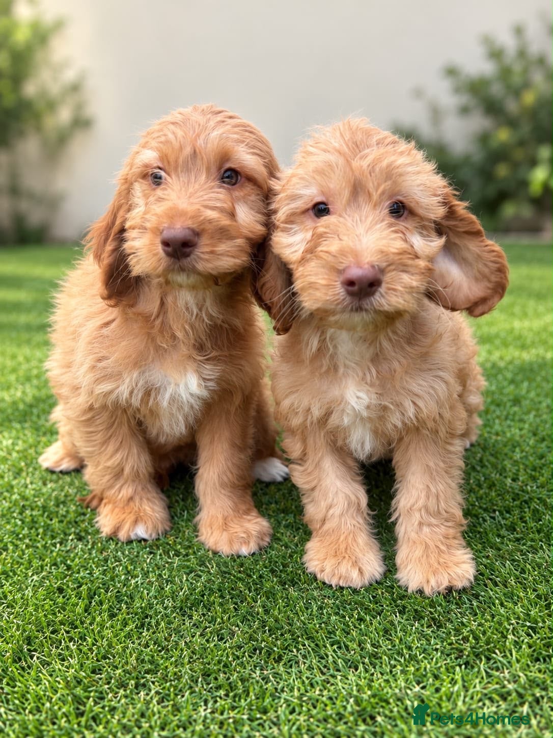 Cockapoo dogs Beautiful Cockerpoo Puppies  🐾 - Advert 18