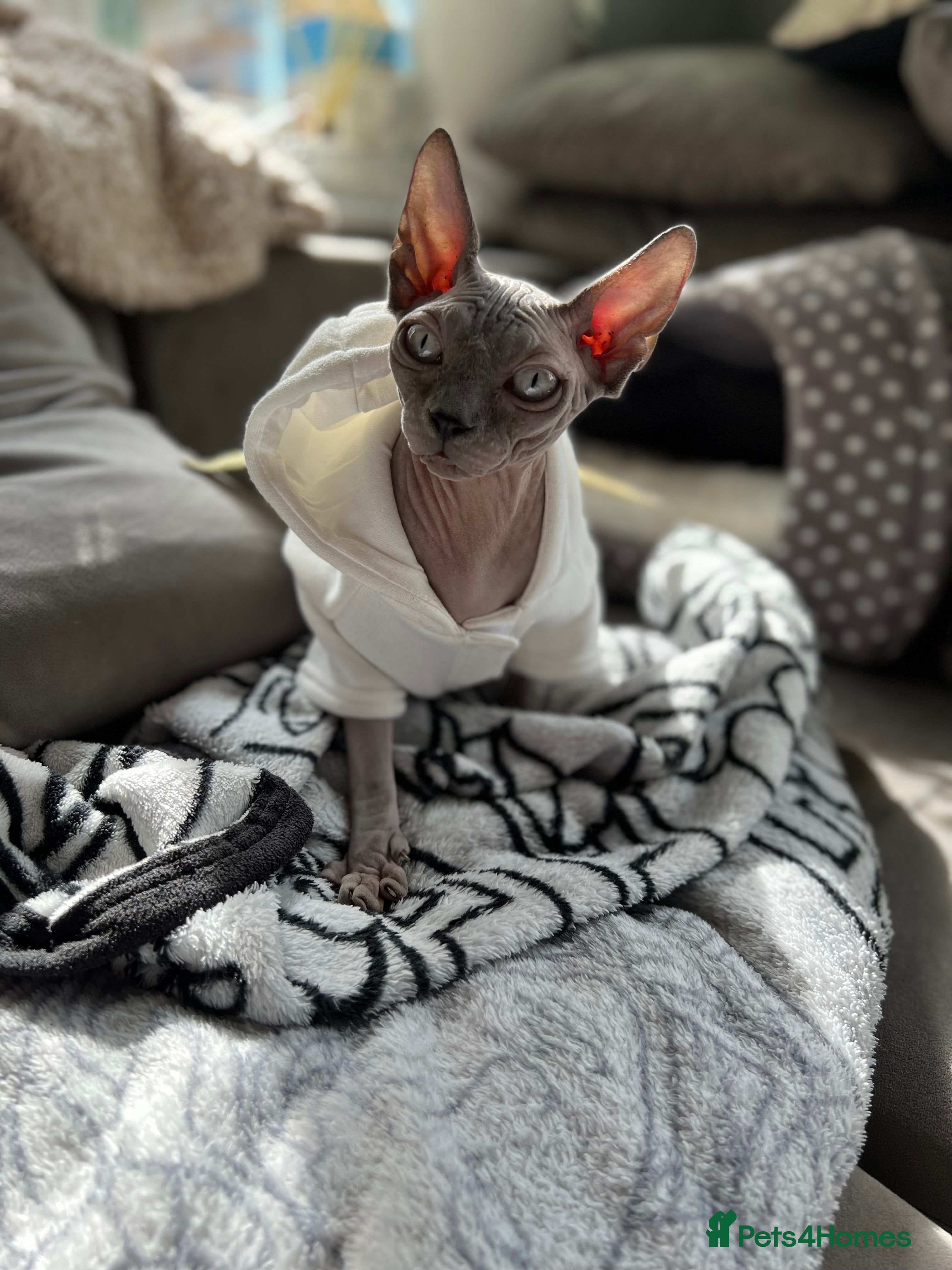 Sphynx cats Stunning Blue Eyed Bicolour Sphynx Boy  - Advert 1