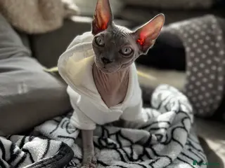 Sphynx cats Stunning Blue Eyed Bicolour Sphynx Boy - Advert 2