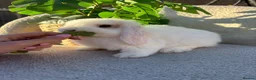 Mini Lop rabbits for sale: Baby mini lops for sale **ready now** - Advert 5