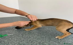 Mixed Breed dogs for adoption: Meet COOKIE, a Lovely Puppy Girl for a Loving Home - Image 20