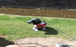Sprocker dogs for sale: F1 SPROCKER.  - Image 2
