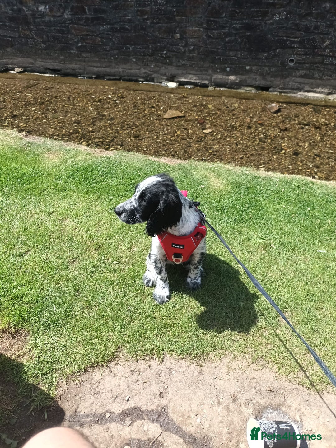 Sprocker dogs for sale: F1 SPROCKER.  - Image 2
