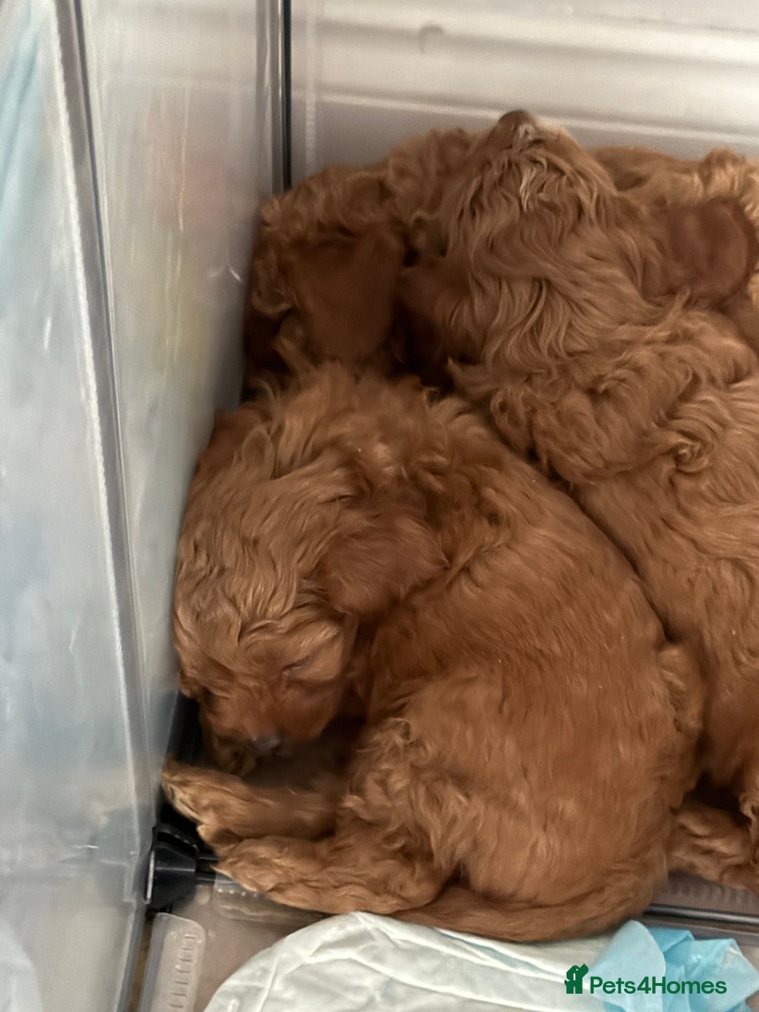 Cockapoo dogs for sale: Championship bloodline F1B toy Cockapoos  - Advert 39