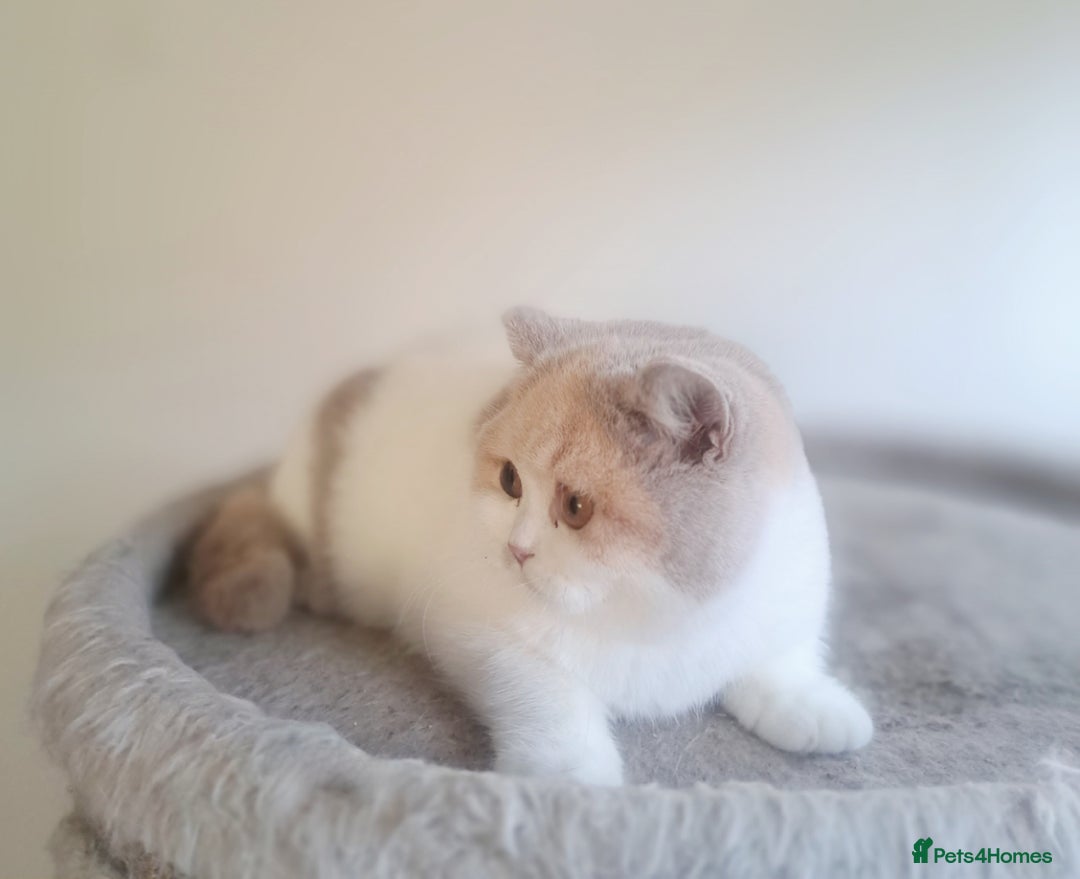British Shorthair cats for sale: British Shorthair Fawn Tortie & White Female - Advert 12