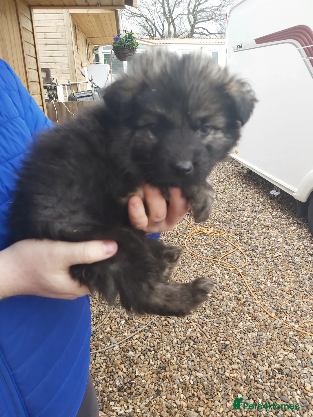 German Shepherd dogs for sale: 6 German shepherd pups - Advert 14