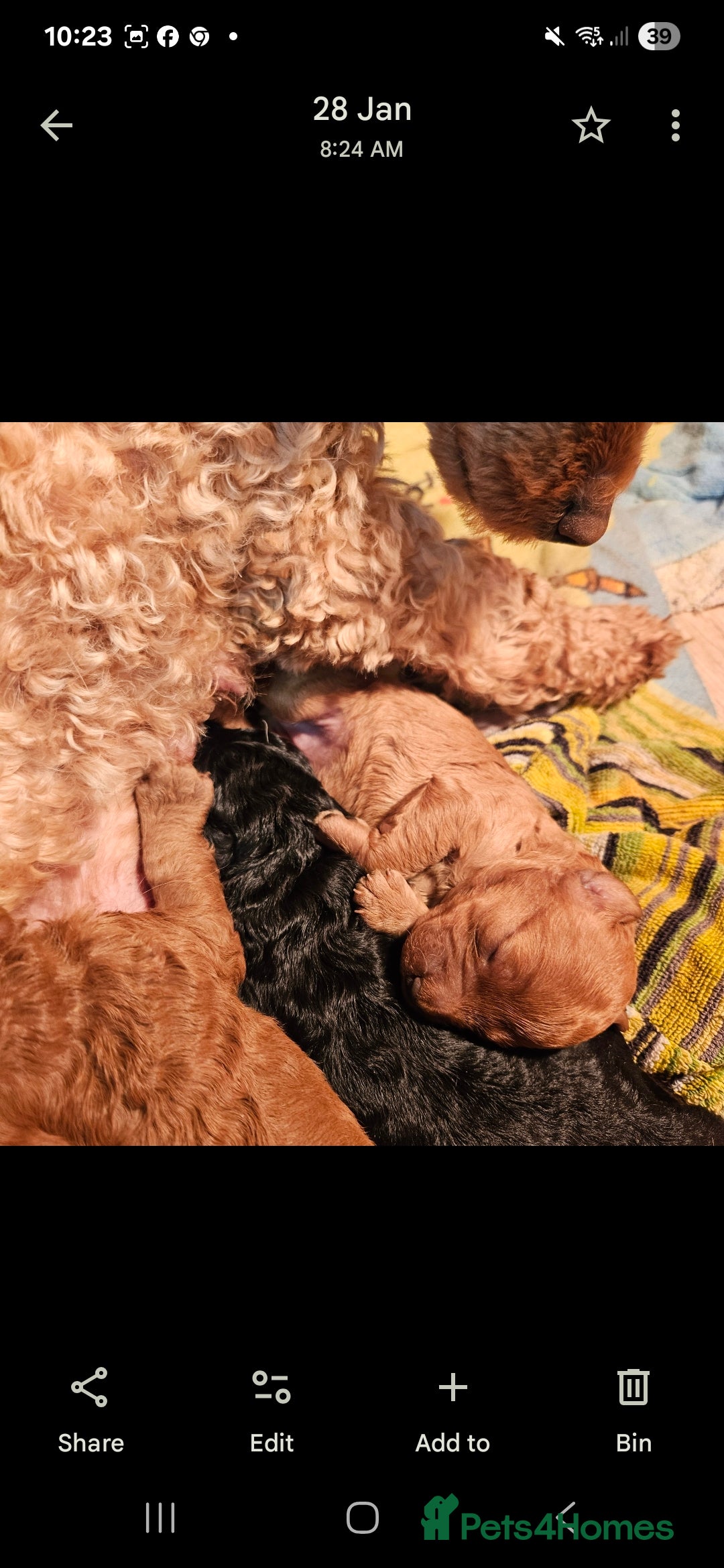 Miniature Poodle dogs for sale: Minature Poodles  - Image 4