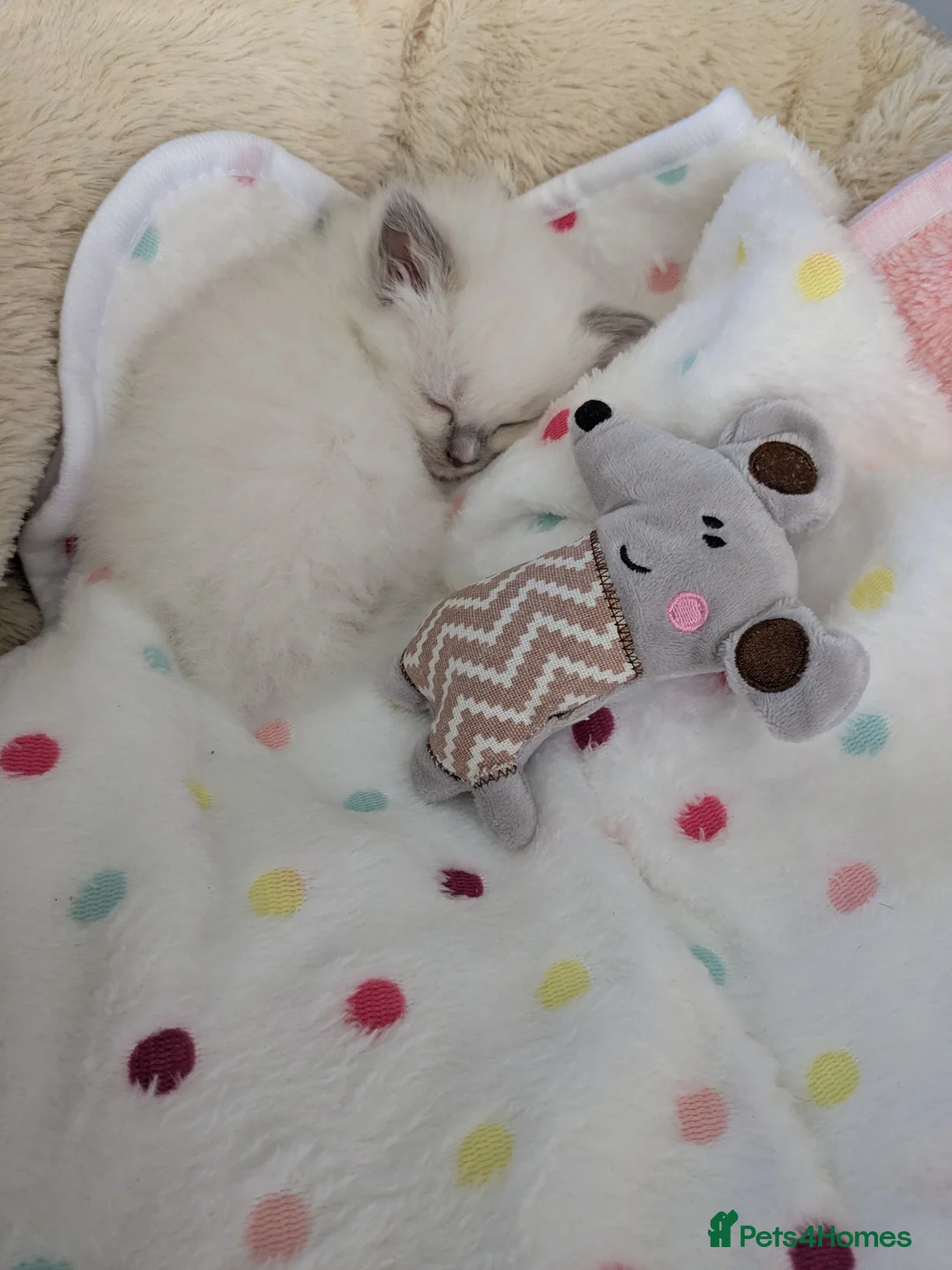 Ragdoll cats for sale: GCCF Ragdoll Kitten. - Advert 2