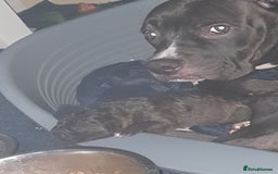 Mixed Breed dogs for sale: Staff x shar pei puppies  - Image 2