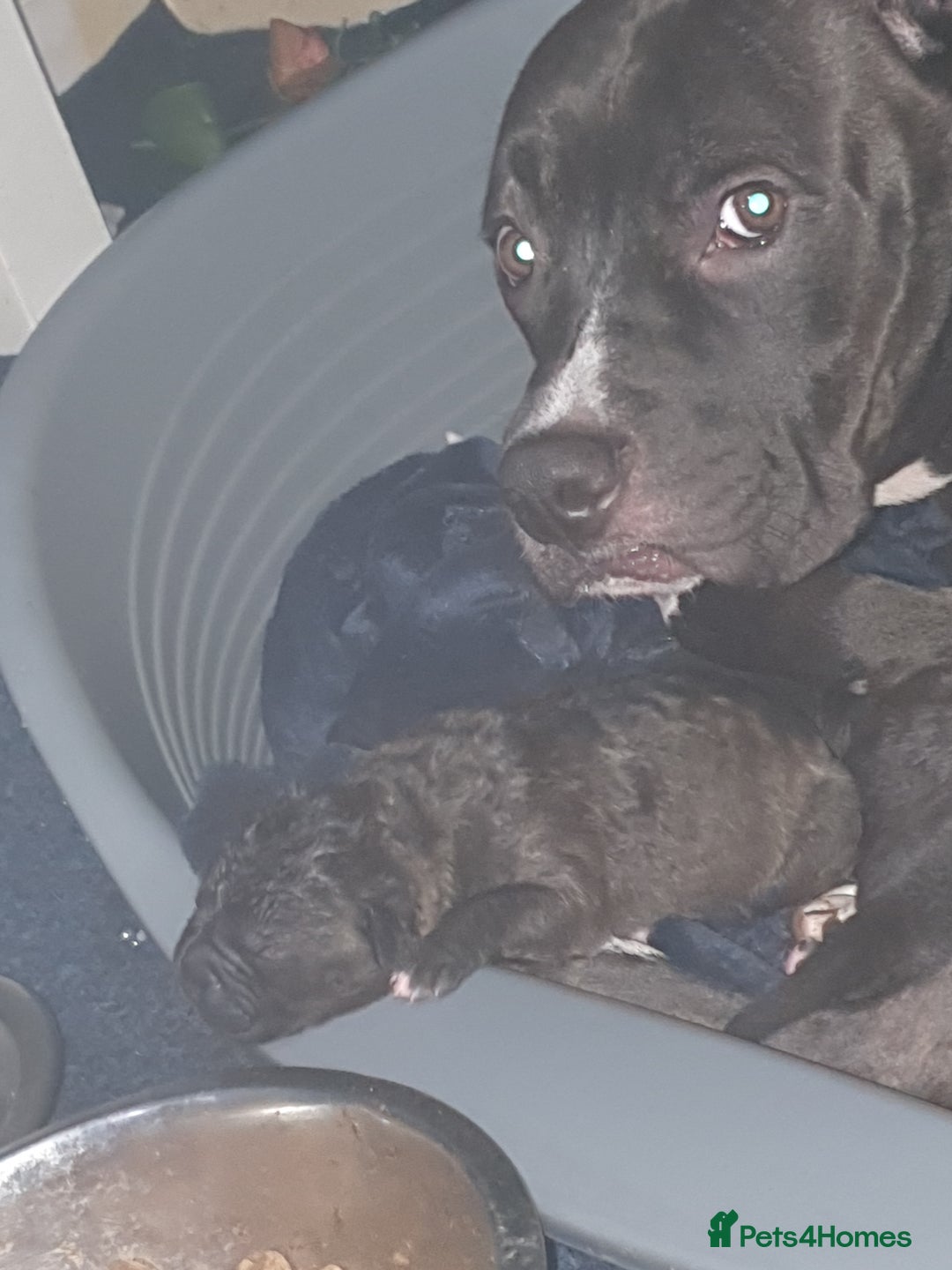 Mixed Breed dogs for sale: Staff x shar pei puppies  - Image 2