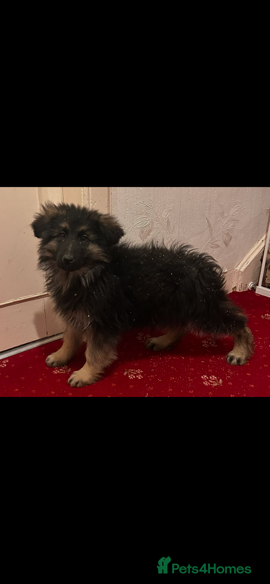 German Shepherd dogs for sale: German Shepherd puppy  - Advert 2