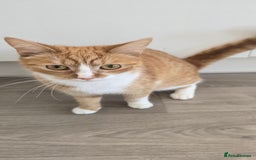 Mixed Breed cats for sale: 2 cats just obe 1 year old for rehoming  - Image 1