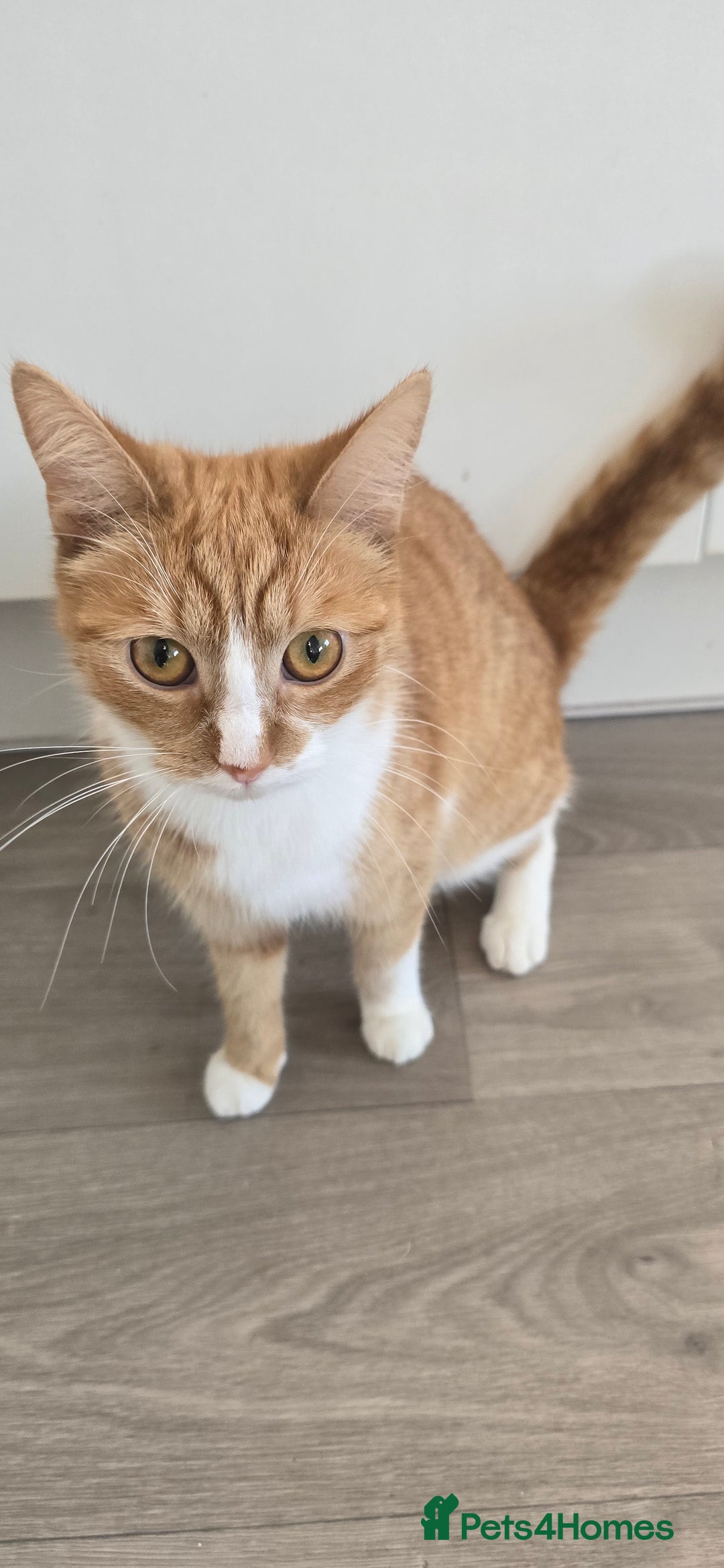 Mixed Breed cats for sale: 2 cats just obe 1 year old for rehoming  - Image 1
