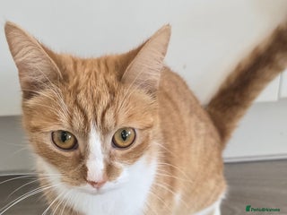 Mixed Breed cats 2 cats just obe 1 year old for rehoming - Advert 22