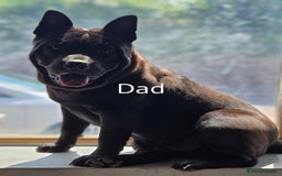 Mixed Breed dogs for sale: Beautiful Chow-Pei Puppies - Image 13