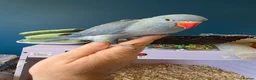 Ringnecks birds for sale: Stunning Hand Reared Ringnecks - Advert 10