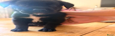 Purple collar - Rice