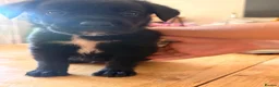 Mixed Breed dogs for sale: Urgent- Ready next week - Lab Puppies - Advert 21
