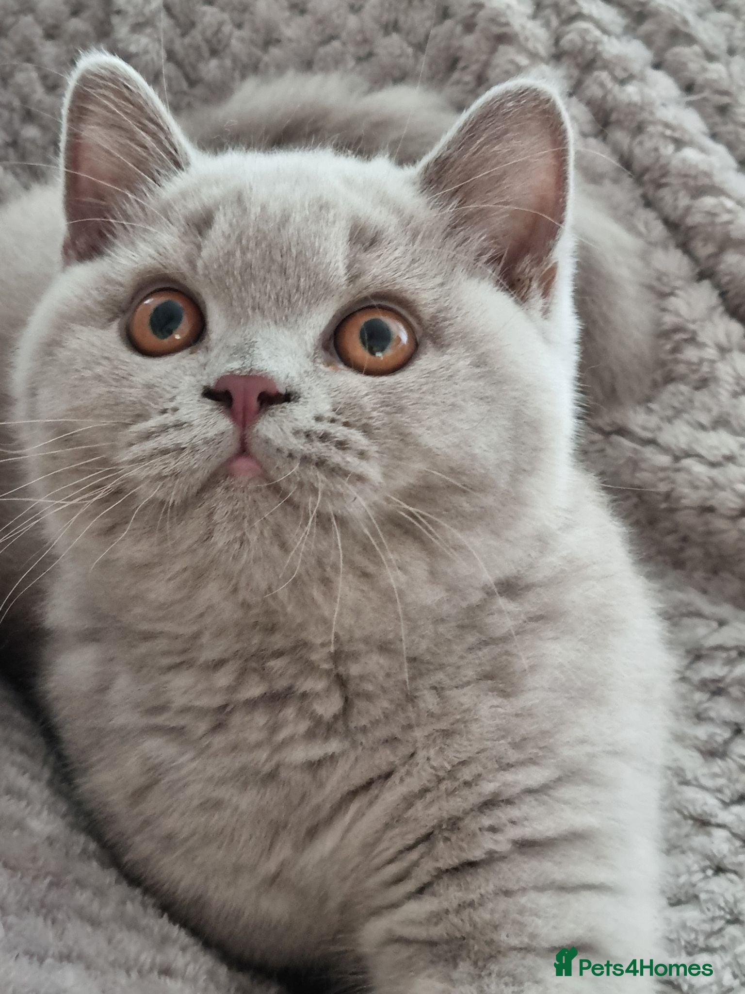 British Shorthair cats Lilac British Shorthair Boy - Advert 3