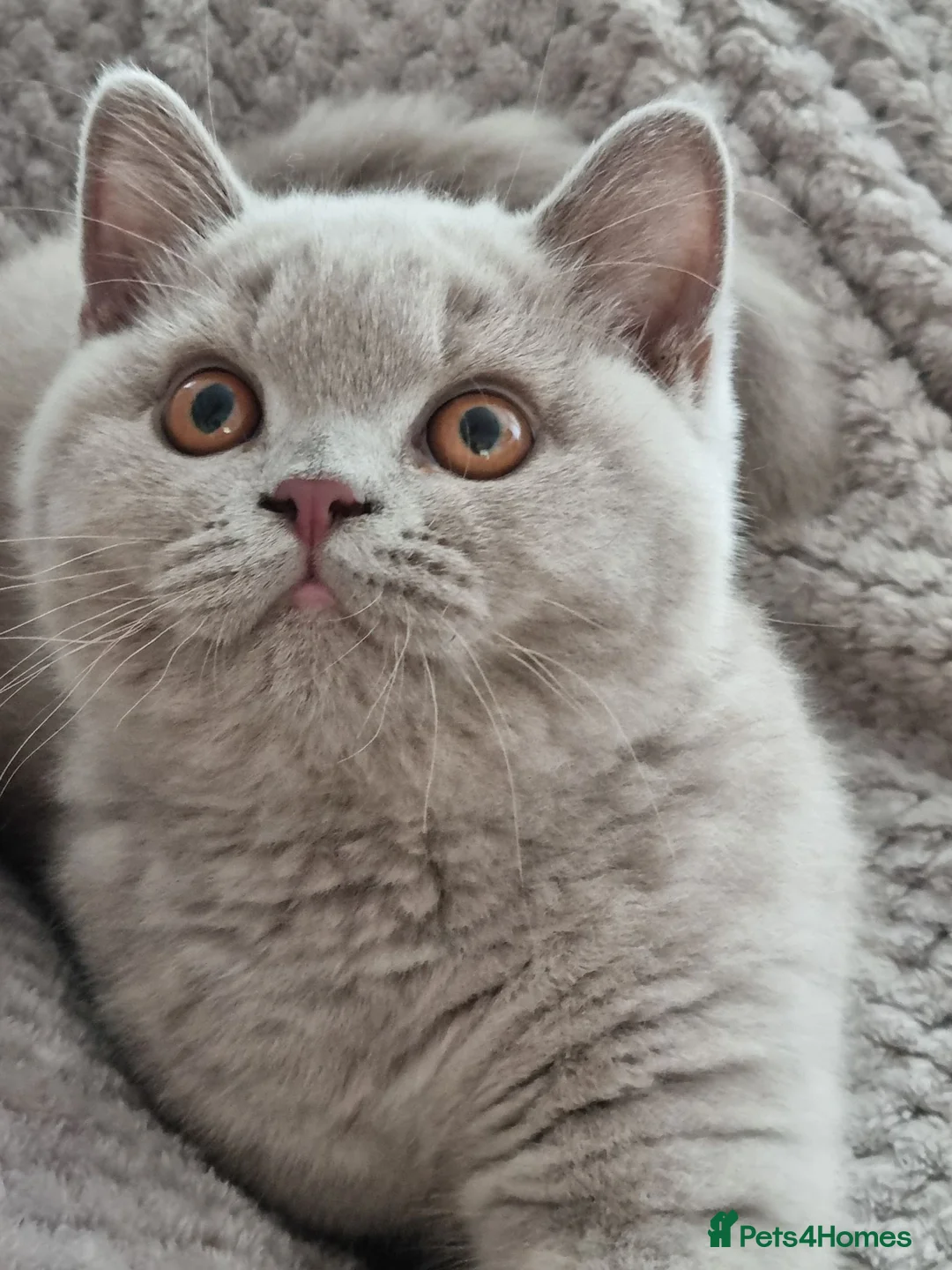 British Shorthair cats for sale: Lilac British Shorthair Boy in Newport - Advert 1