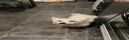 West Highland Terrier dogs for sale: Gorgeous westies - Advert 10