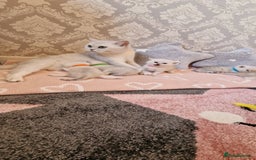 British Shorthair cats for sale: British Shorthair Silver Chinchilla  - Image 22