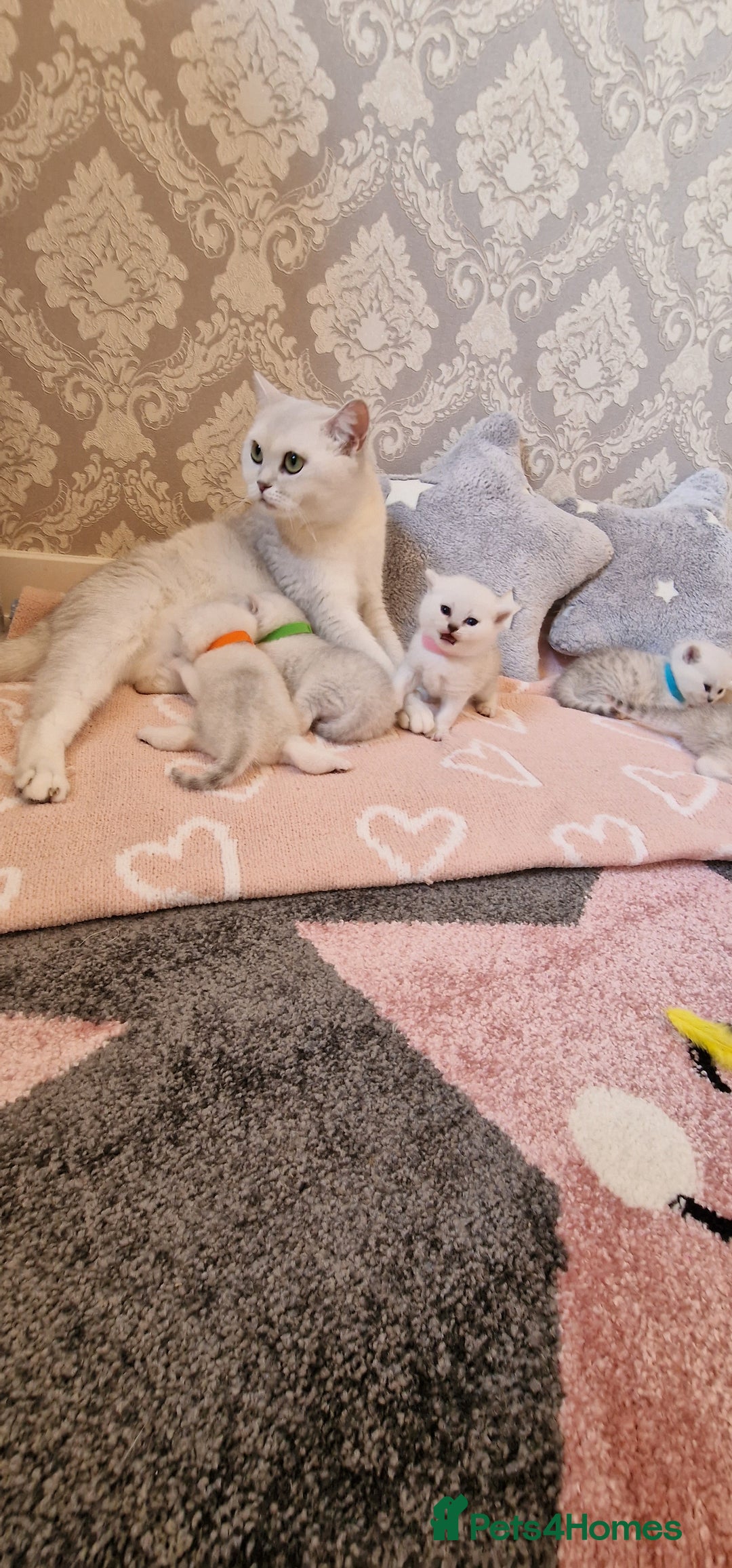 British Shorthair cats for sale: British Shorthair Silver Chinchilla  - Image 22
