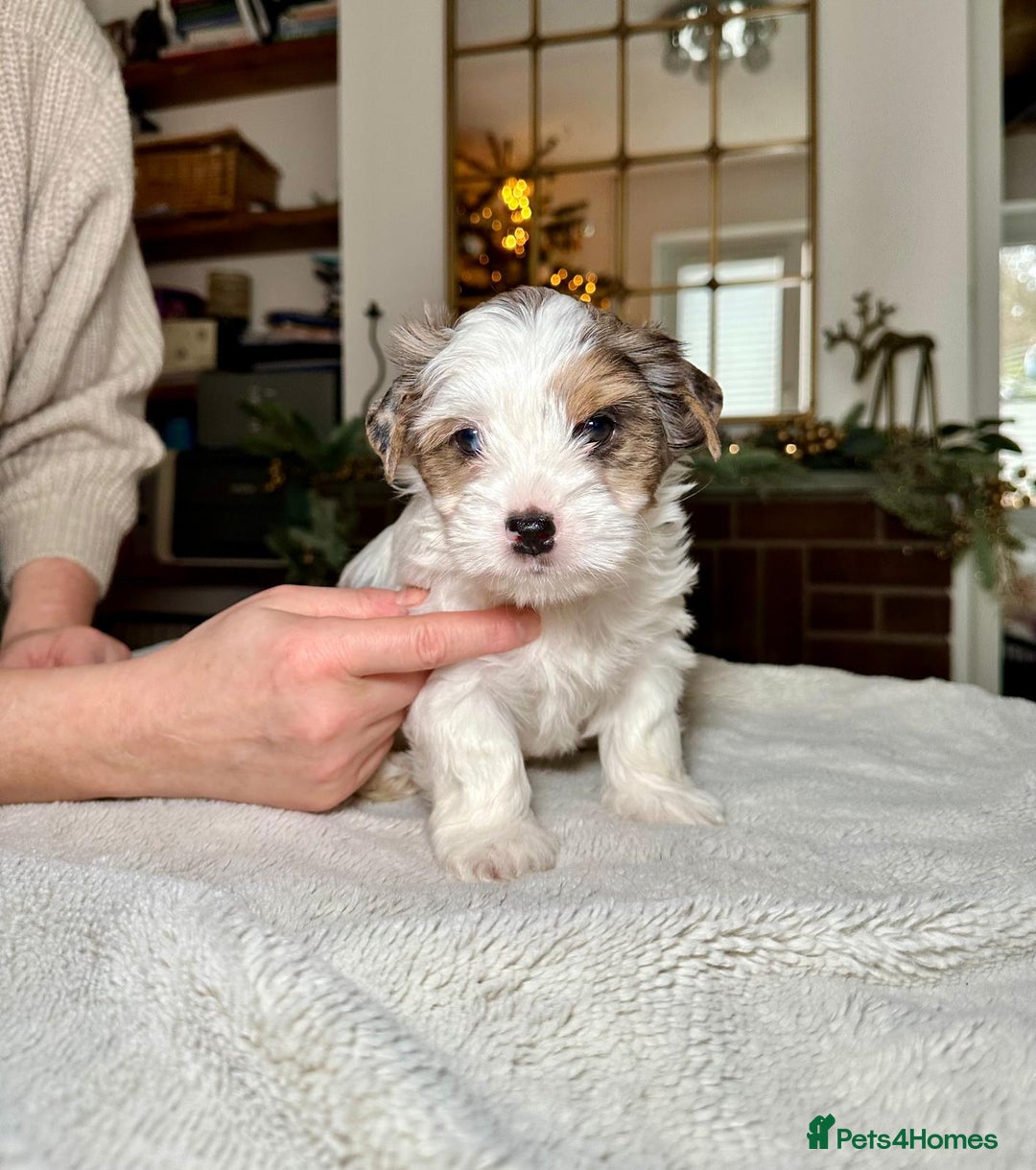 Yorkshire Terrier dogs for sale: Biewer Yorkie Boys | Pedigree | Licensed - Advert 5