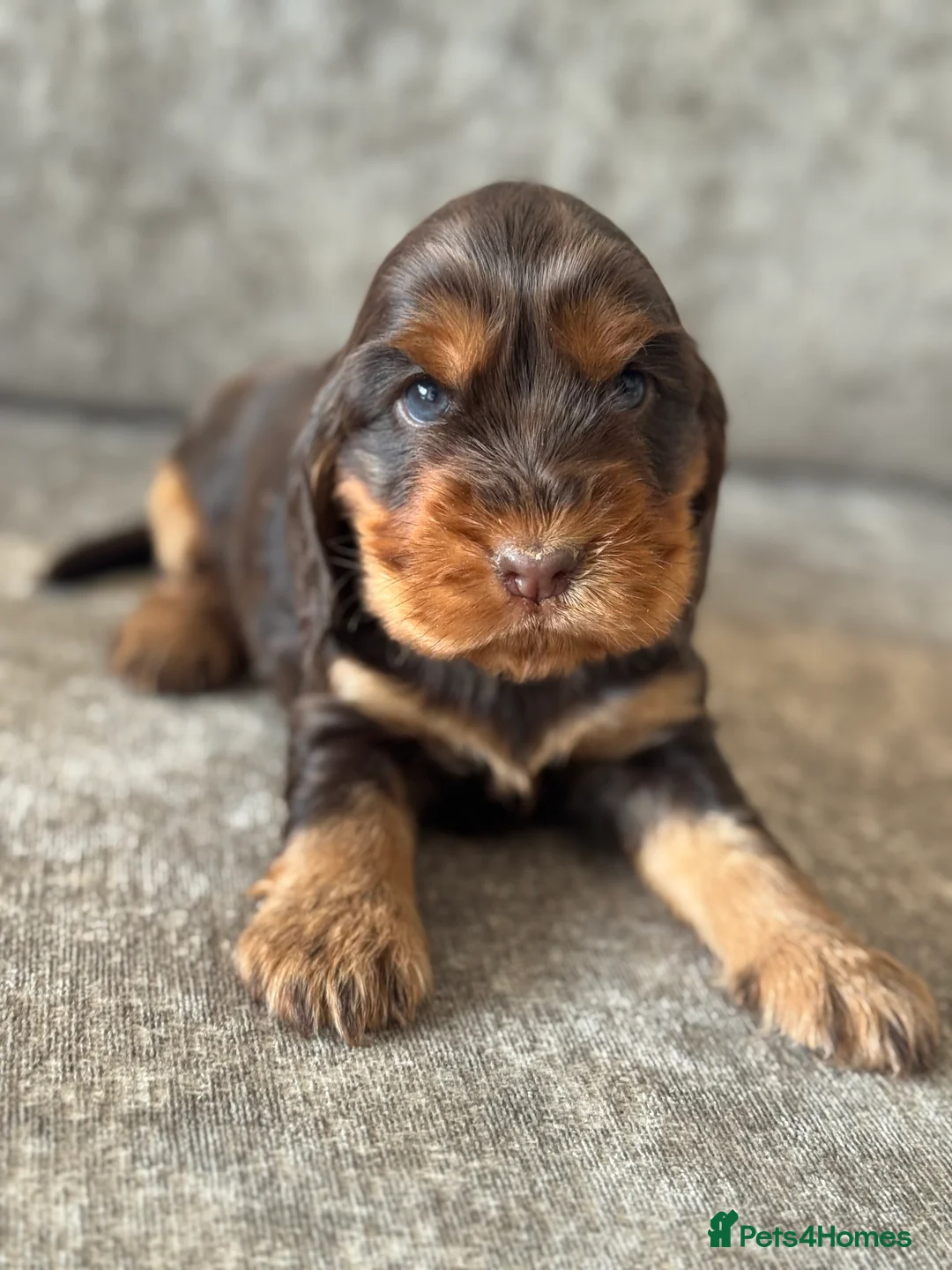 Cocker Spaniel dogs for sale: 100% SHOWTYPE KC REG FROM HEALTH TESTED PARENTS  - Advert 17