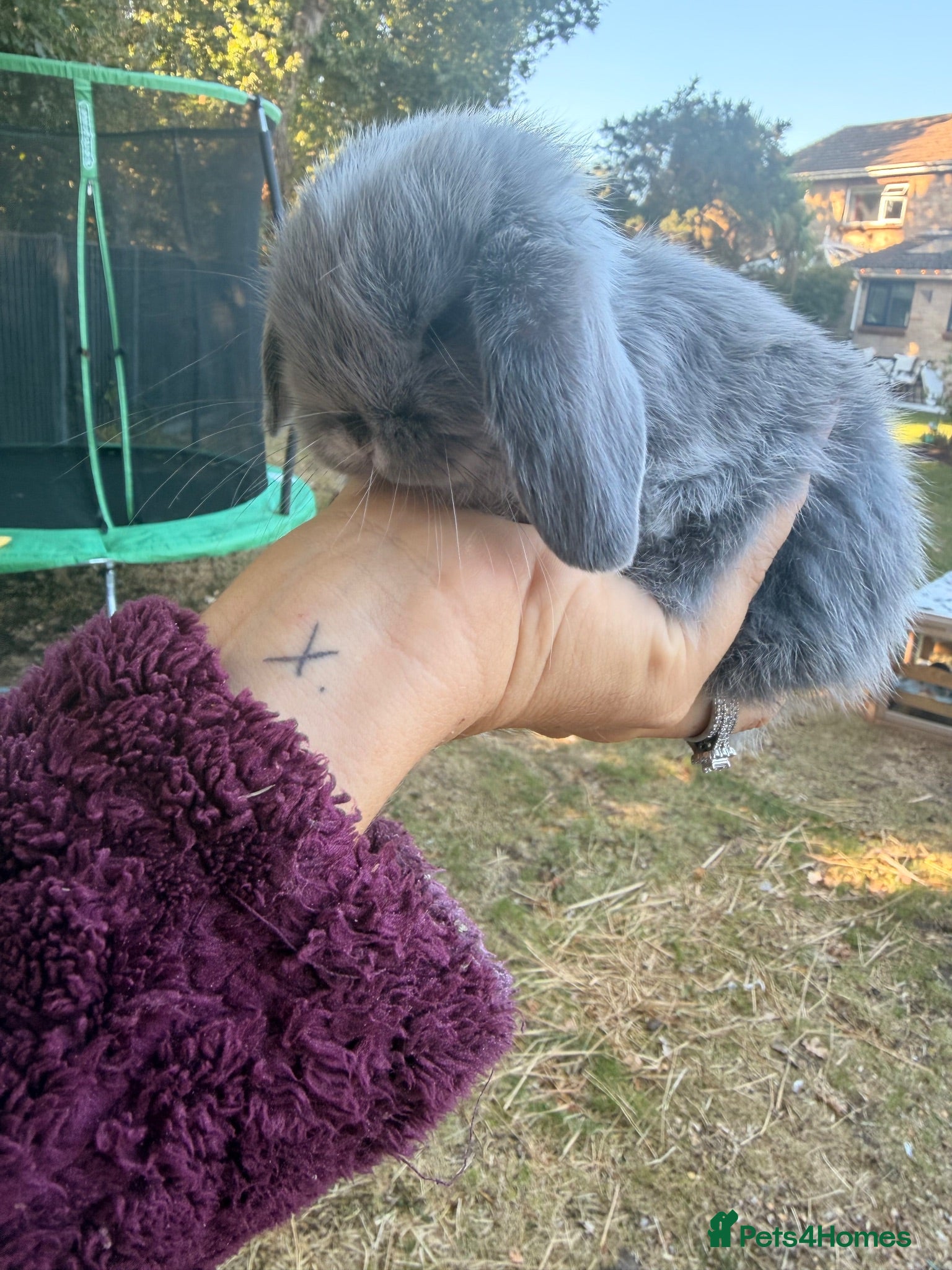 Dwarf Lop rabbits 3 x dwarf lop kits - rehomed from 10.09 from - Advert 2