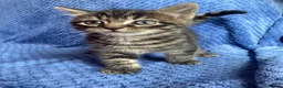Mixed Breed cats for sale: Mainecoon kittys  - Advert 3