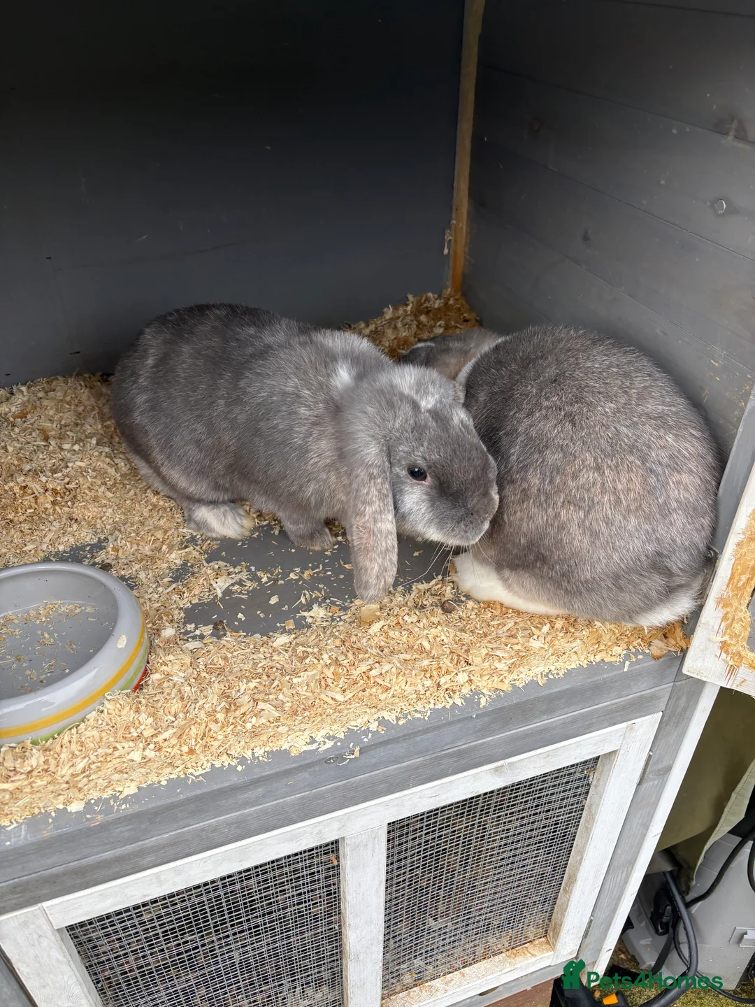 English rabbits for sale: Two female rabbits to be rehomed - Advert 1