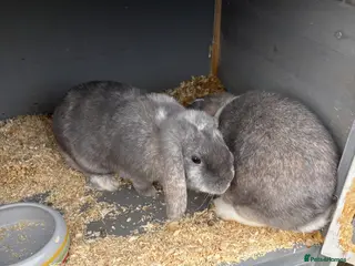 English rabbits Two female rabbits to be rehomed - Advert 1