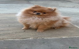 Pomeranian dogs for stud: 1.6kg Chocolate producer ovulation test included  - Image 15