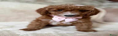 Australian Labradoodle BAMBI