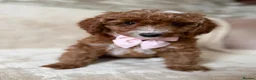Australian Labradoodle dogs for sale: 🐶LAST 1 AVAILABLE FULL VACCINATION🐶 - Advert 29