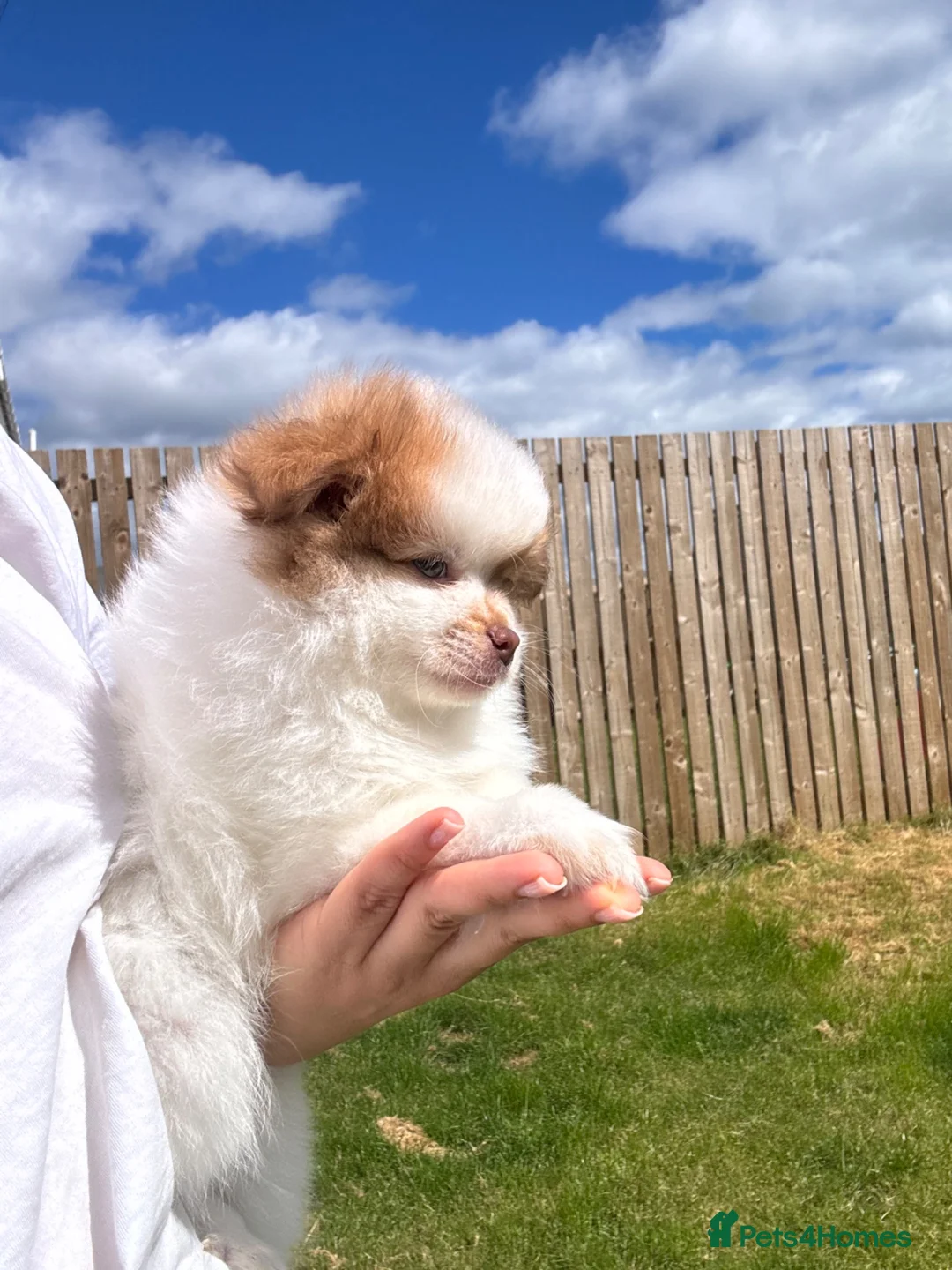Pomeranian dogs for sale: Adorable Pomeranian puppy’s  - Advert 1