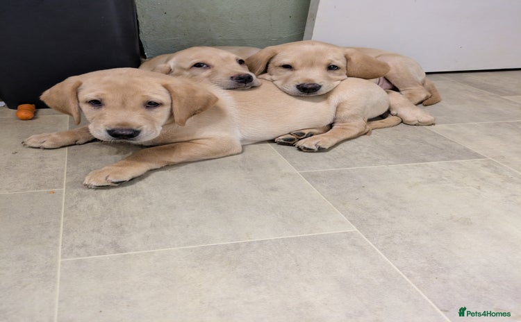 Labrador Retriever dogs - Advert 2
