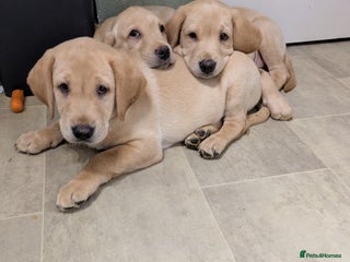 Labrador Retriever dogs - Advert 7