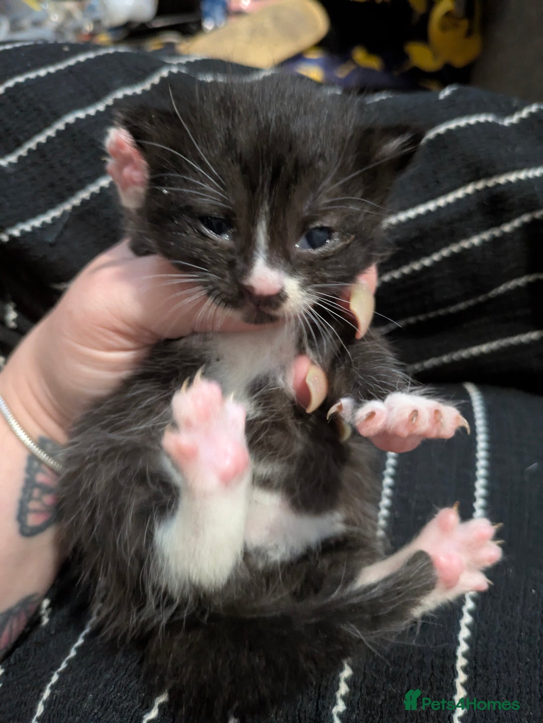 Mixed Breed cats for sale: Adorable kittens for sale - Image 2